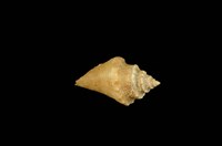 藏品(水字螺)的圖片